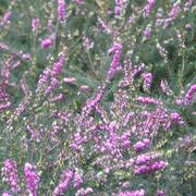 029 Bielefeld - Botanischer Garten _Botanick_ zahrada_.JPG