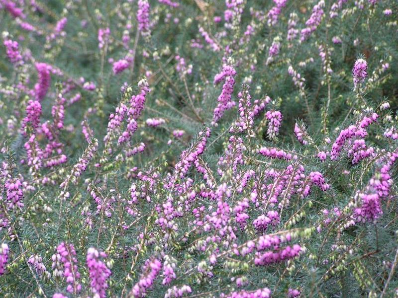 029 Bielefeld - Botanischer Garten _Botanick_ zahrada_.JPG