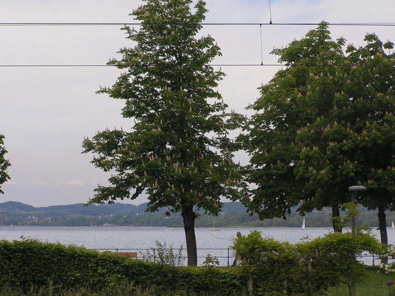 0069 Bregenz (Březnice) - Bodensee (Bodamské jezero).JPG