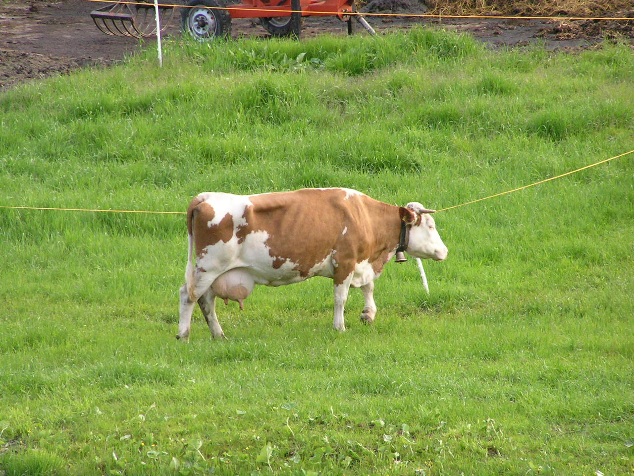 0016 Les Diablerets - kráva.JPG