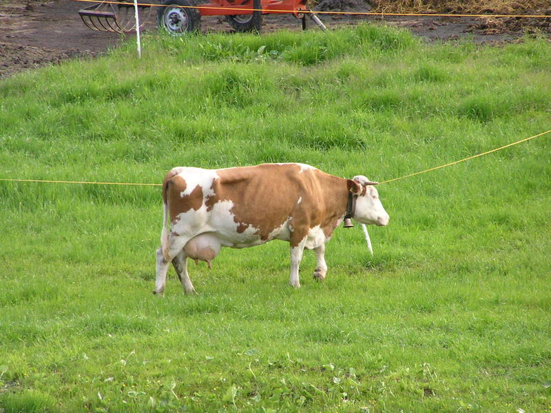 0016 Les Diablerets - kráva.JPG