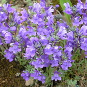 0001  Les Diablerets - alpská zahrada Les Tussillages.JPG