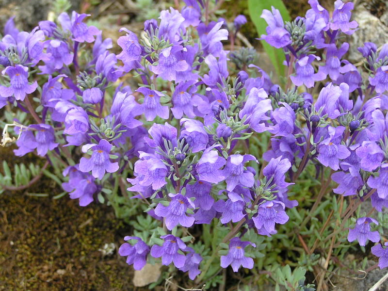 0001  Les Diablerets - alpská zahrada Les Tussillages.JPG