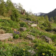 0057  Les Diablerets - alpská zahrada Les Tussillages.JPG