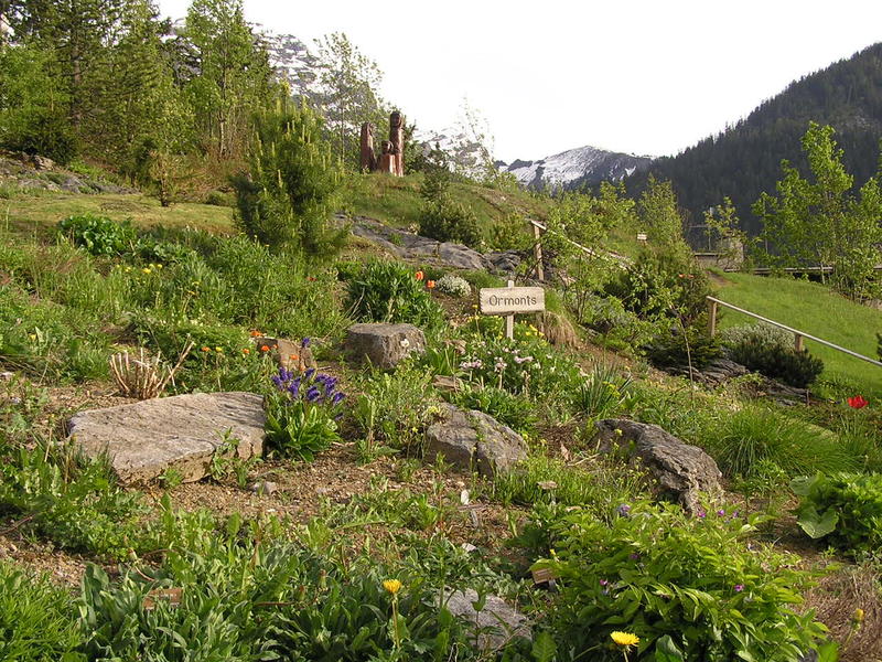 0057  Les Diablerets - alpská zahrada Les Tussillages.JPG