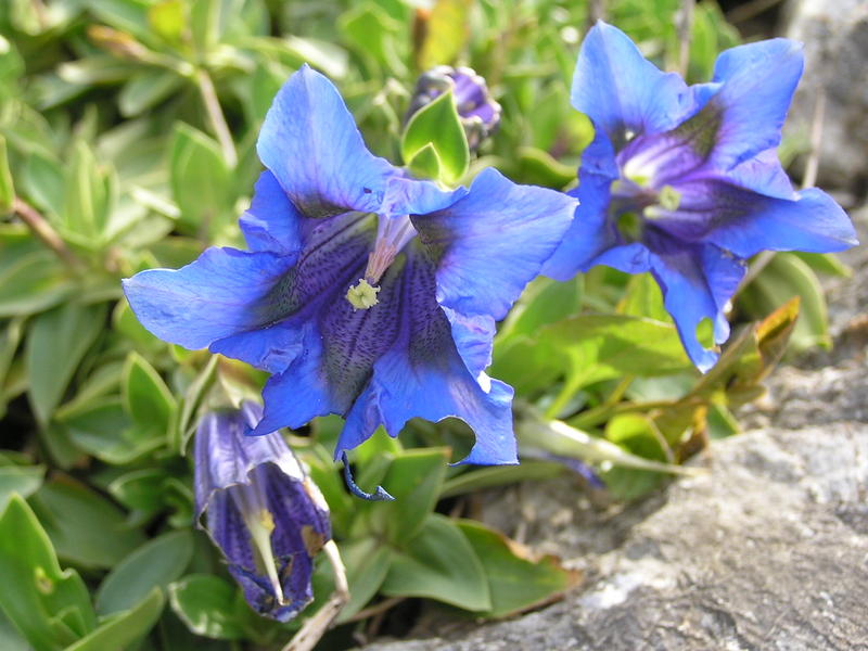 0056  Les Diablerets - alpská zahrada Les Tussillages, květiny.JPG