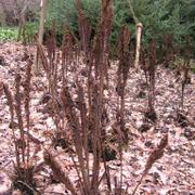 031 Bielefeld - Botanischer Garten _Botanick_ zahrada_.JPG