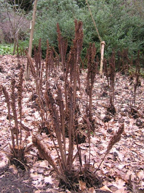 031 Bielefeld - Botanischer Garten _Botanick_ zahrada_.JPG