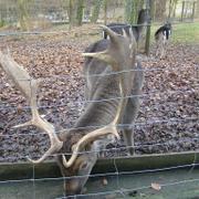 033 Bielefeld - Tierpark _ZOO__ jelen.JPG