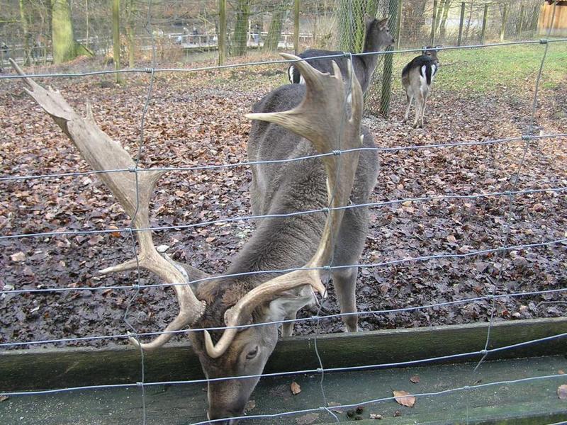 033 Bielefeld - Tierpark _ZOO__ jelen.JPG