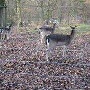 034  Bielefeld - Tierpark _ZOO__ jeleni.JPG