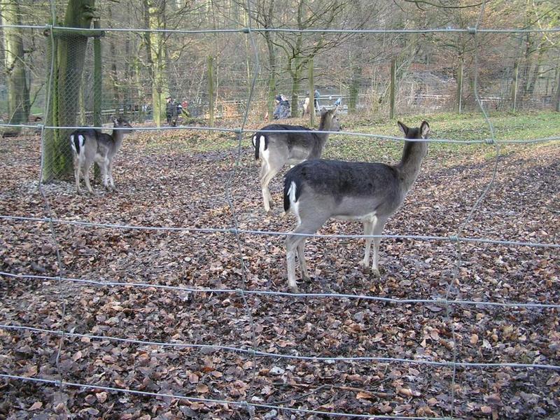 034  Bielefeld - Tierpark _ZOO__ jeleni.JPG