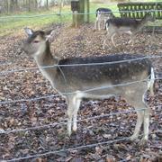 035  Bielefeld - Tierpark _ZOO__ jelen.JPG