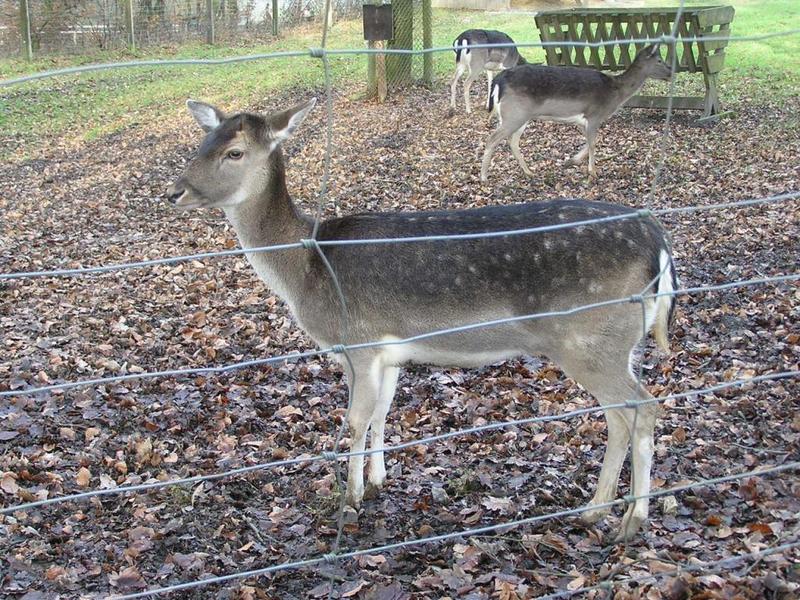 035  Bielefeld - Tierpark _ZOO__ jelen.JPG