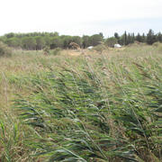 IMG_1271.JPG