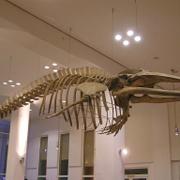 071 Br_my - _bersee-museum _Z_mo_sk_ muzeum__ kostra velryby.JPG