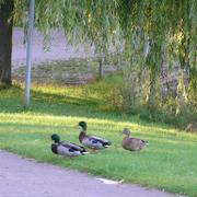 0010 Bielefeld - park  kachny.jpg