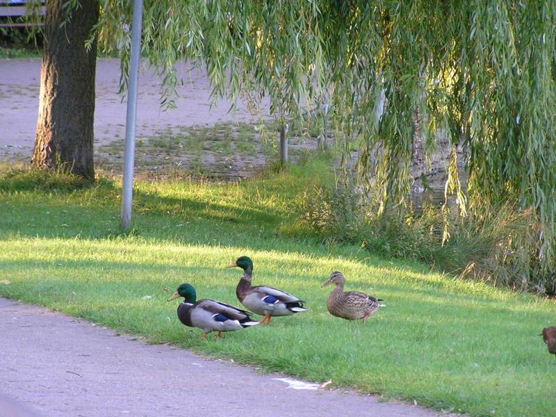 0010 Bielefeld - park  kachny.jpg