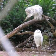 0046 Bielefeld - ZOO.JPG