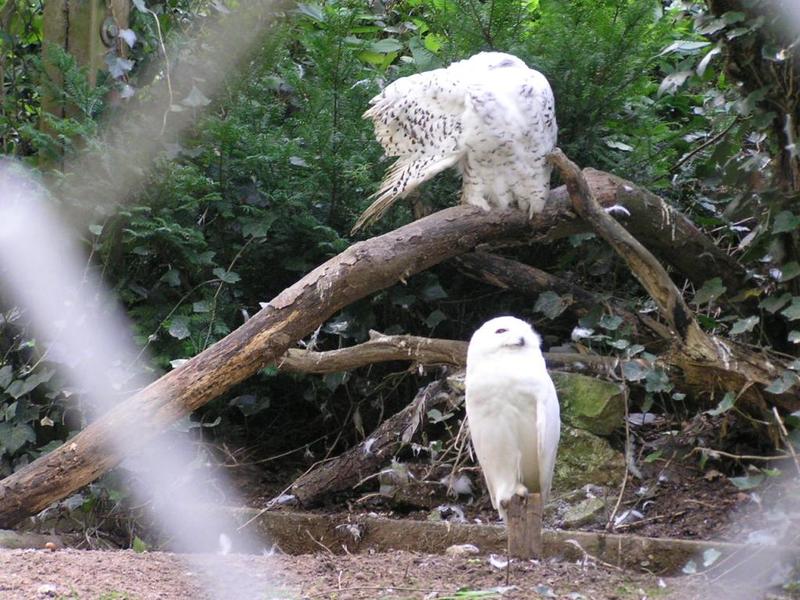 0046 Bielefeld - ZOO.JPG