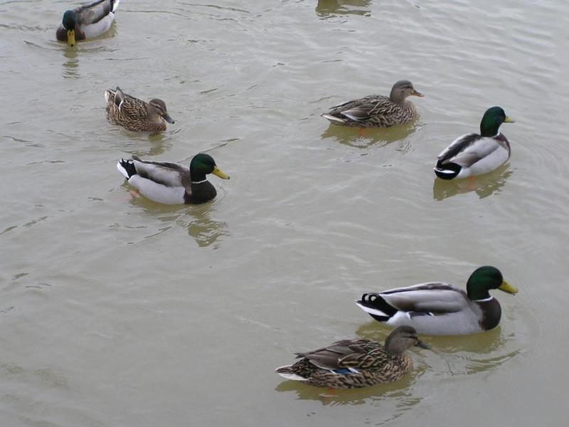 045 Oelde - Vier-Jahreszeiten-Park _Park _tvero ro_n_ch obdob__.JPG