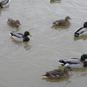 045 Oelde - Vier-Jahreszeiten-Park _Park _tvero ro_n_ch obdob__.JPG