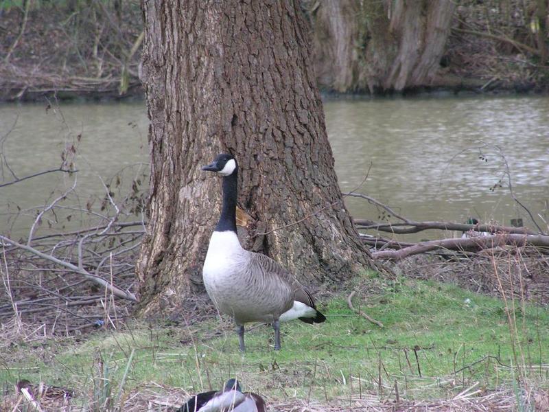 052 Oelde - Vier-Jahreszeiten-Park _Park _tvero ro_n_ch obdob___ husa.JPG