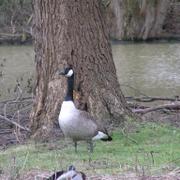 052 Oelde - Vier-Jahreszeiten-Park _Park _tvero ro_n_ch obdob___ husa.JPG