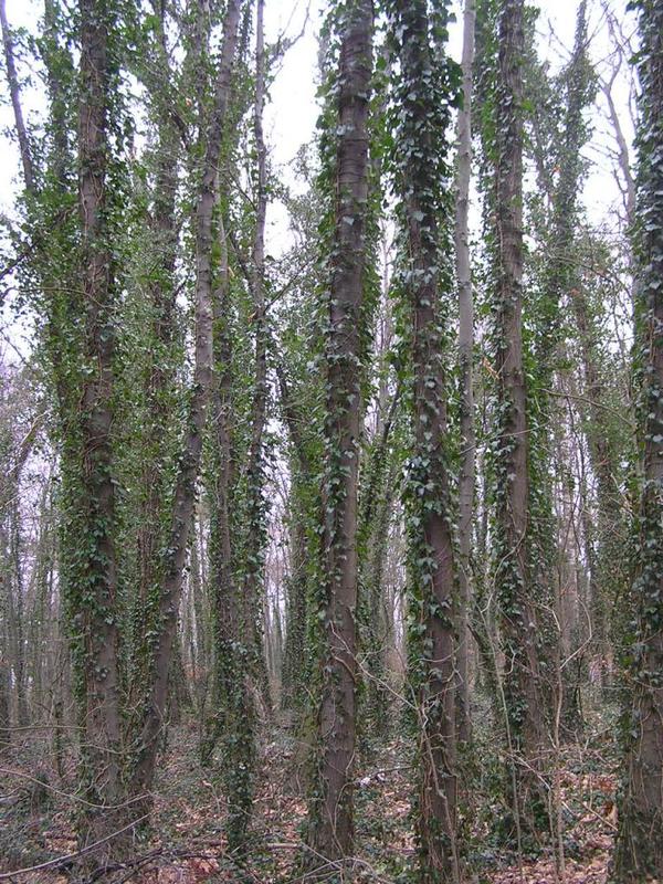 066 Oelde - Vier-Jahreszeiten-Park _Park _tvero ro_n_ch obdob__.JPG