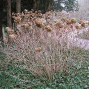 025 Bielefeld - Botanischer Garten _Botanick_ zahrada_.JPG