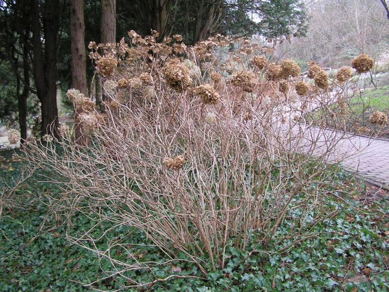 025 Bielefeld - Botanischer Garten _Botanick_ zahrada_.JPG